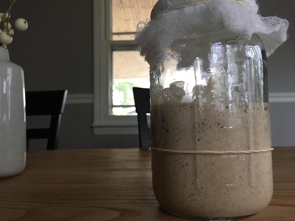 Sourdough starter sits in a mason jar covered with a cheese cloth. The starter rises over an inch above the rubber band marker indicating it has a lot of activity and growth