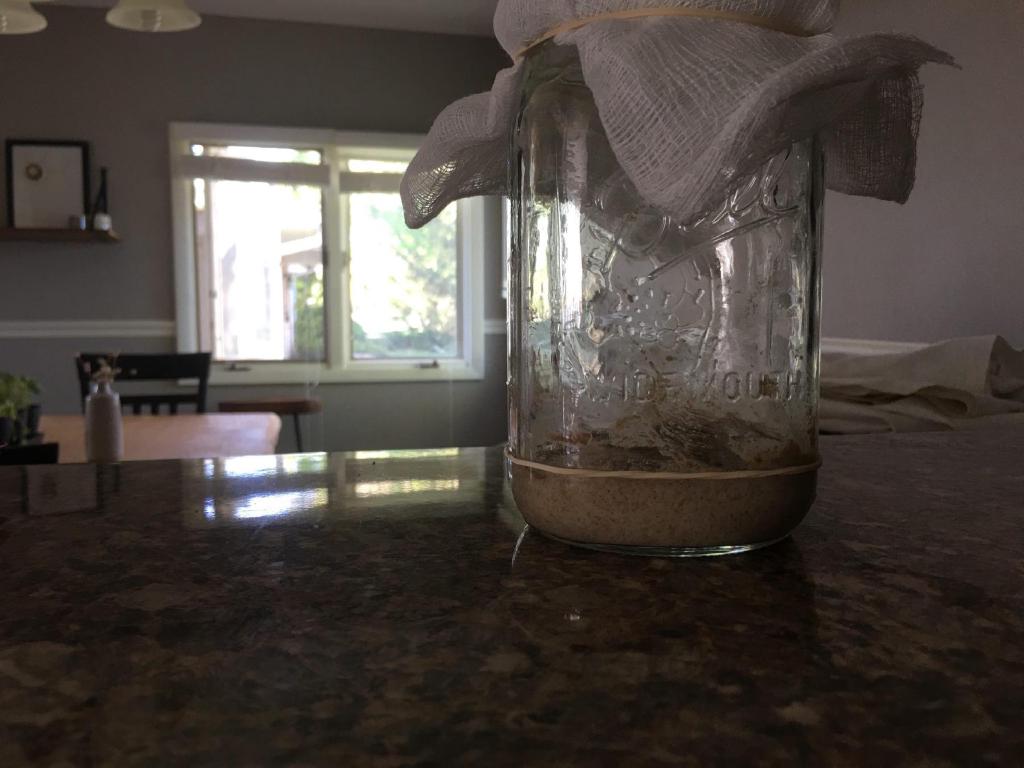 Sourdough starter in a wide mouth mason jar with a cheese cloth over the mouth. The starter is extending slightly over the top of the rubberband used for marking the level of the starter after the previous day. The jar is sitting on a countertop with the morning sun shining in from the window in the background.