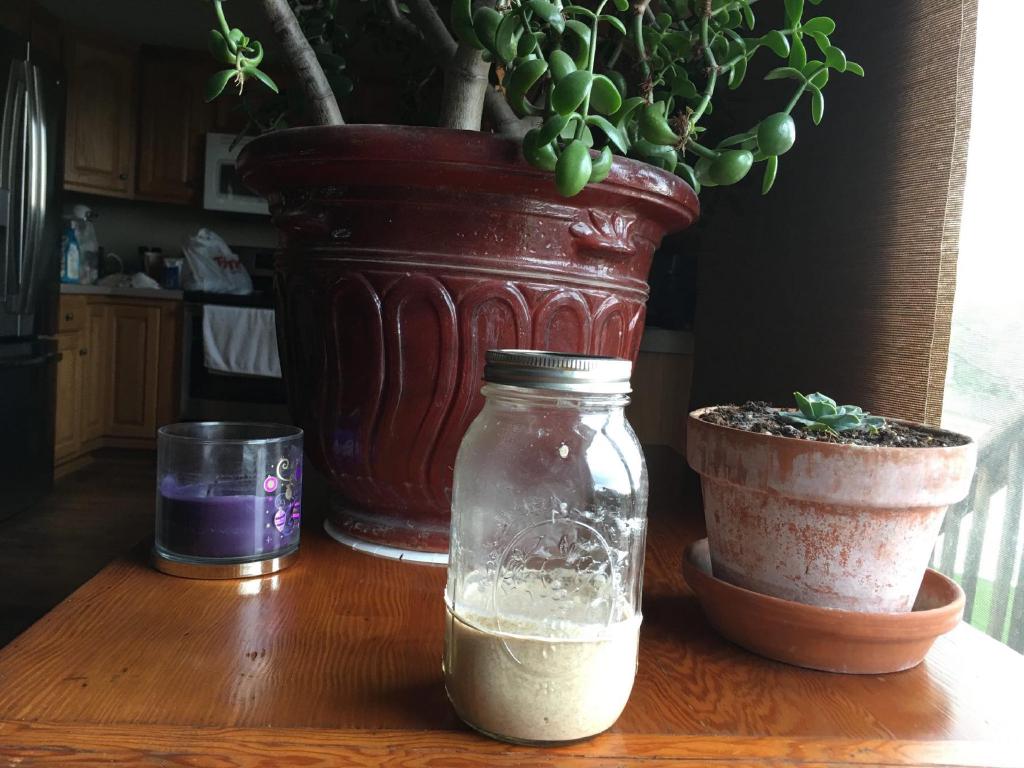 a narrow mouth mason jar with its metal lid screwed on sits on a dark glossy wooden table. A large jade succulent and smaller pot with another succulent sit in the background. An immature sourdough starter sits inside the jar at the level of a rubber band wrapped around the jar which measured the level of the starter after the previous day's feeding.